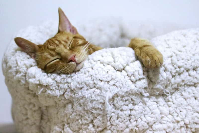 Любителям котиков: что насыпать в лоток, чтобы «продлить жизнь» наполнителю