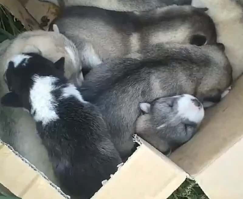 Коробка с хаски: в Каменске-Уральском неизвестные оставили породистых щенков прямо в поле