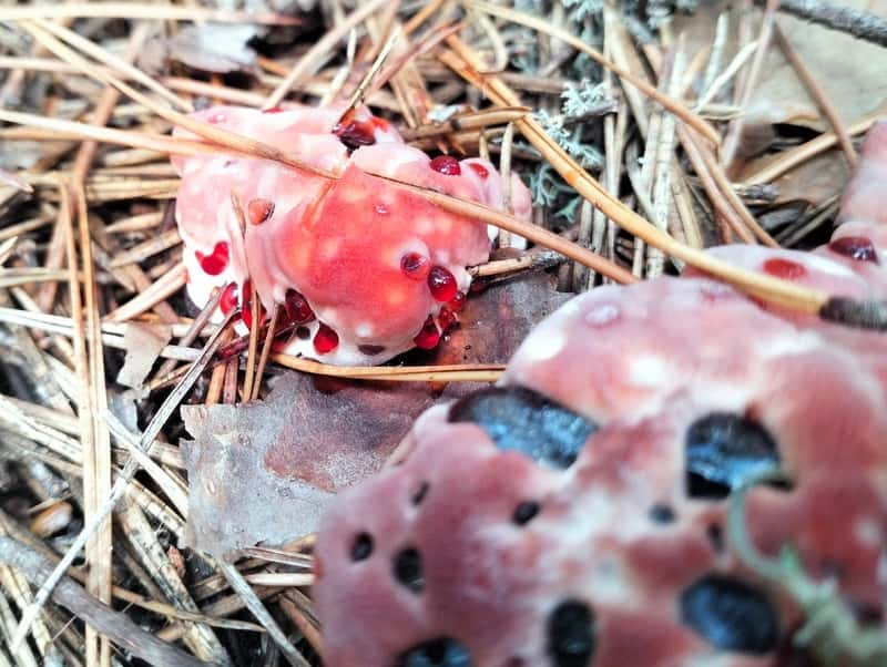Жуткий «гриб-вампир» нашли под Тавдой в Свердловской области 
