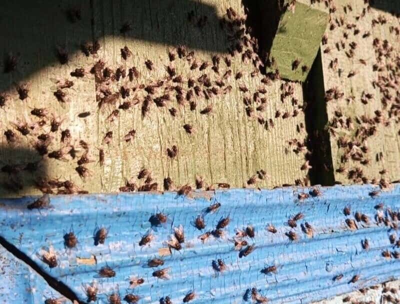 Нашествие мух: насекомые атаковали село Сосновское под Каменском-Уральским