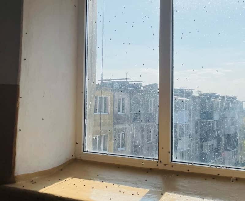 Трупы мух под ногами: свердловчане переживают нашествие насекомых в подъезде