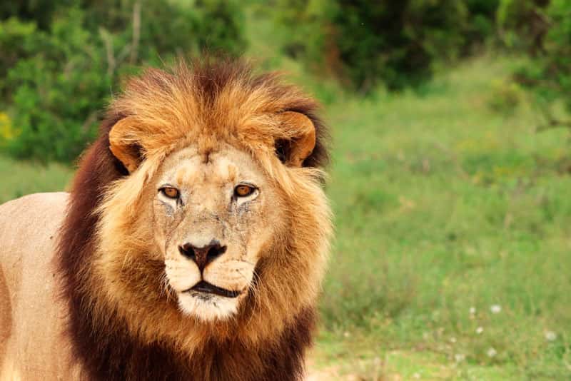 В Госдуму внесли закон о запрете выступлений животных в цирке