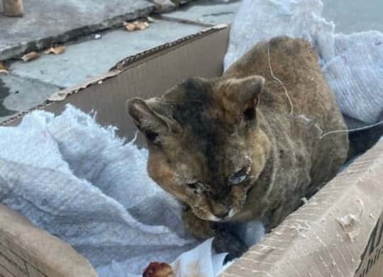 Выжила лишь кошка: подробности страшного пожара в поселке Монетный 