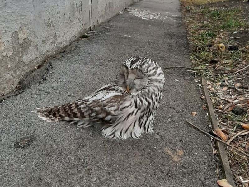 Жители Каменска-Уральского нашли раненую сову