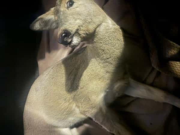 Сбили косулю: в Каменске-Уральском произошло ДТП с участием животного