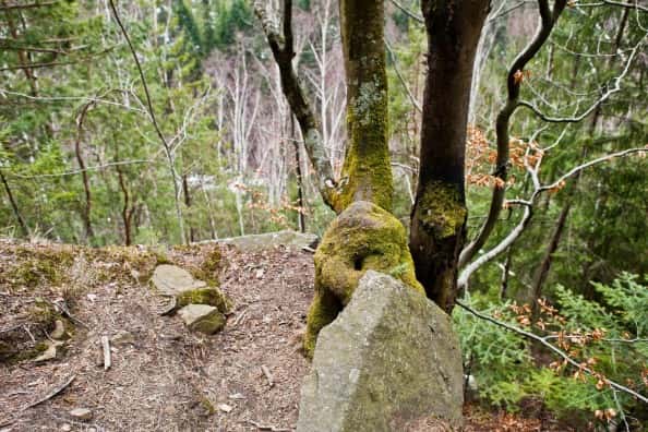 KU66 раскрыл тайну загадочных колодцев в каменском лесопарке на Трубном