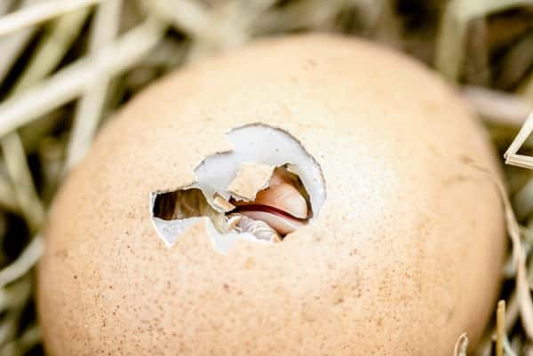 Курица или яйцо? Швейцарские ученые выяснили, что появилось первее