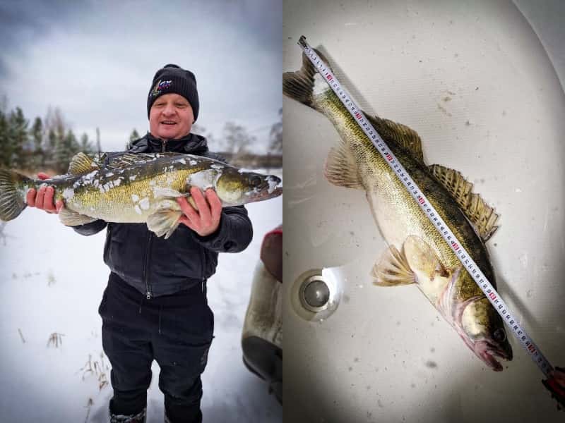 «Самый крупный клыкастик»: житель Каменска-Уральского поймал 4-килограммового судака