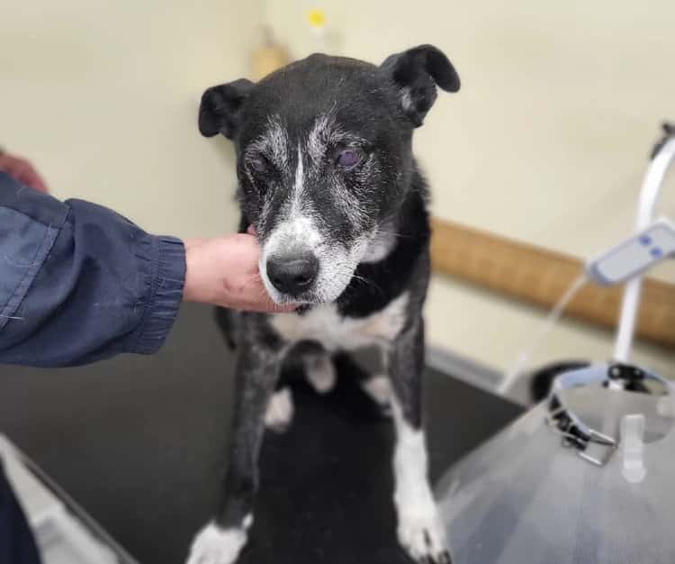 Импланты в глазах: волонтеры рассказали о судьбе слепого пса, спасенного под Каменском-Уральским 