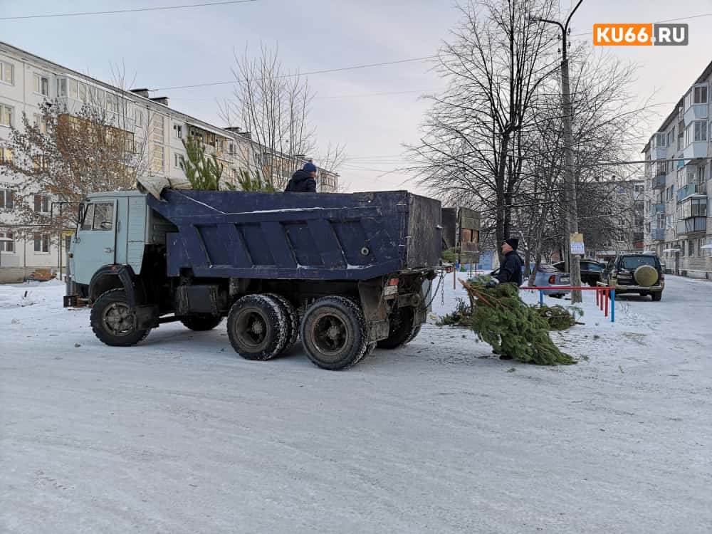 «Тля, пауки, клещи»: чем опасна живая новогодняя елка?