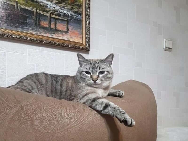 Пьет молоко альпийских коров: в Каменске-Уральском не могут продать кота-принца