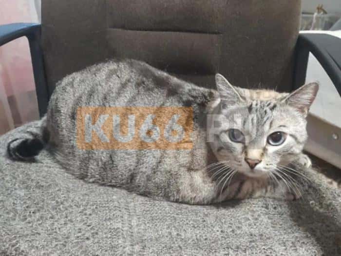 «Зовут Василий»: KU66 узнал подробности о коте-принце за 500 тысяч рублей