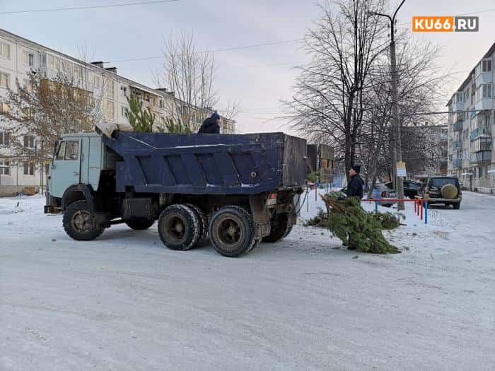 Как легально срубить ёлку к Новому году в Свердловской области?