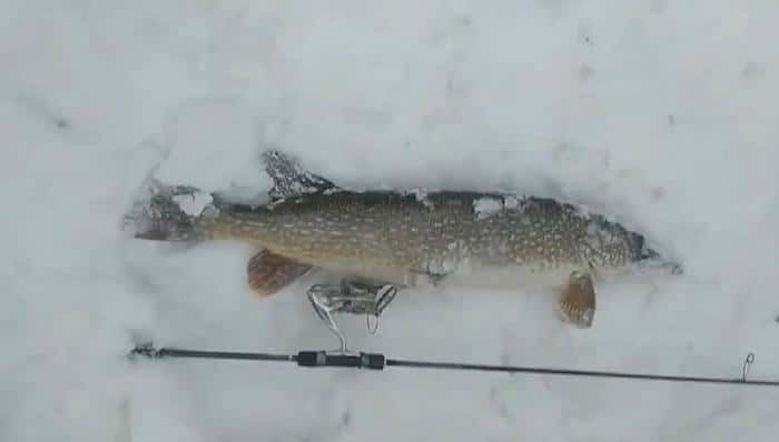 Екатеринбуржец поймал 4-килограммовую щуку в центре города. Видео