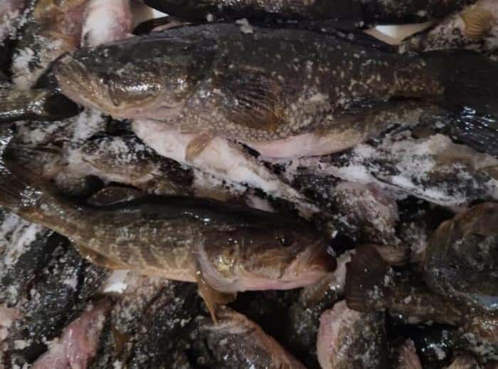 «Ловили на куриную ножку и сало»: на Урале рыбаки выловили 171 рыбу на одной рыбалке