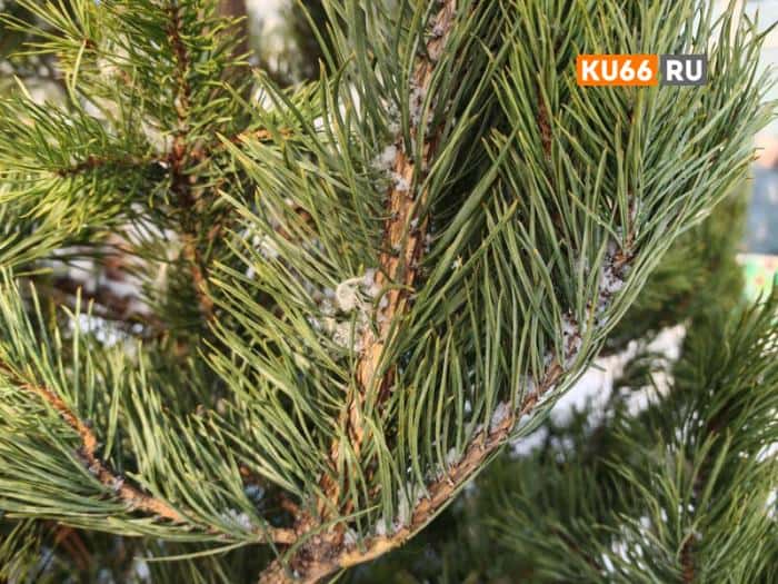 Всем елки! KU66 побывал на елочном базаре в Каменске-Уральском