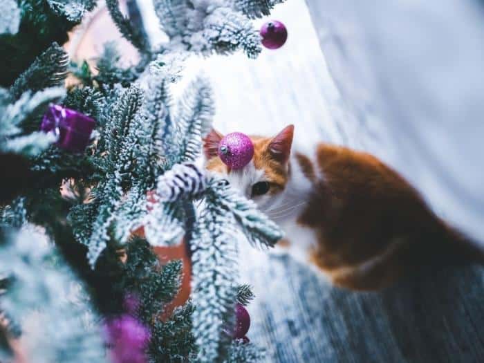 Ветеринар из Каменска-Уральского объяснила, почему кошки роняют ёлки и едят мишуру