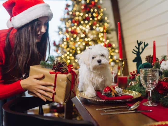 «Питомец — не помойка»: ветеринар объяснила, почему нельзя кормить животных со стола