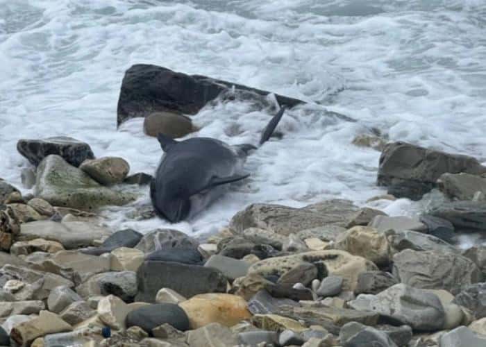 Трагедия на побережье: 10 дельфинов погибли из-за разлива мазута в Краснодарском крае