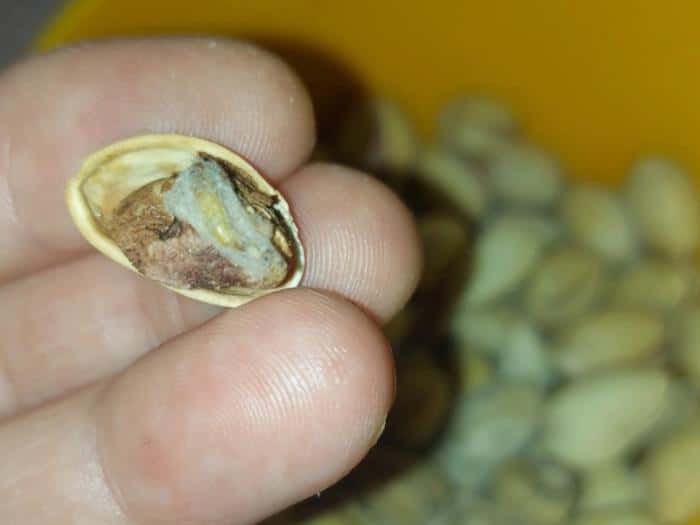 Фисташки с "бонусом": в магазине Каменска-Уральского нашли орехи с личинками