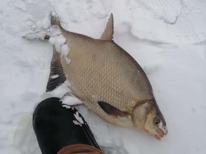 Уральские рыбаки начали год с крупного улова