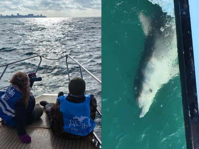 Трагедия в Черном море: число погибших дельфинов достигло 61