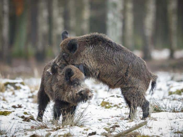 Дикие кабаны устроили пробку на уральской трассе