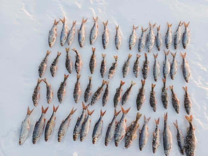 Почти 60 рыб поймал уралец на озере Иртяш. Фото