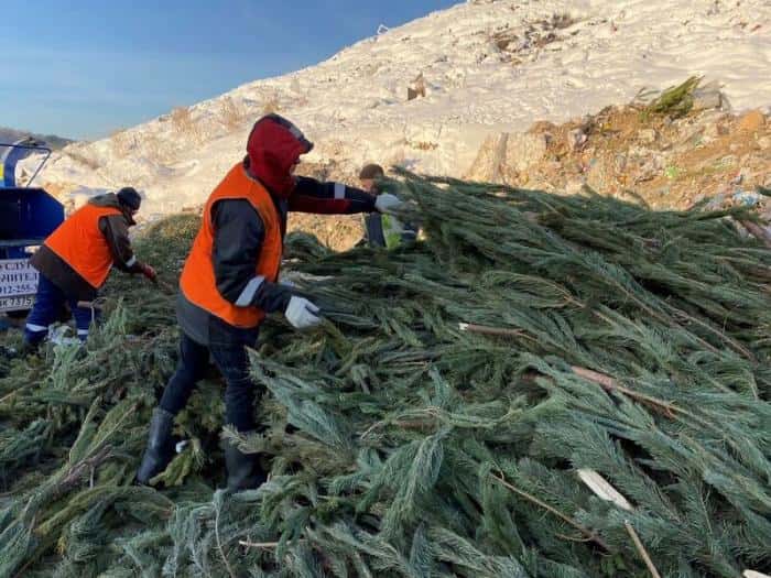 Новогодние ели отправляются на переработку: пункты сбора в Свердловской области