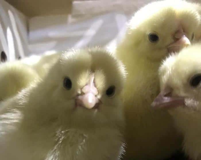 Почти 20 тысяч цыплят отправили из Кольцово в Азербайджан. Видео