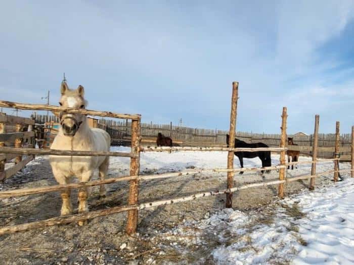 Сгоревший в Каменске-Уральском конный клуб «Золотая подкова» открылся в новом месте
