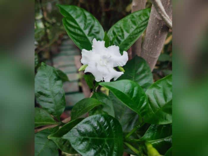 Редкий «цветок любви» расцвел в Екатеринбурге