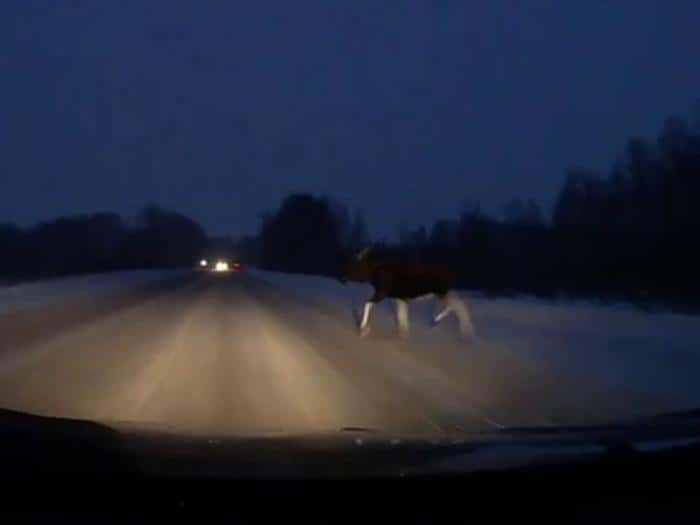 «Чуть не сбил!»: житель Каменска-Уральского едва не врезался в лося