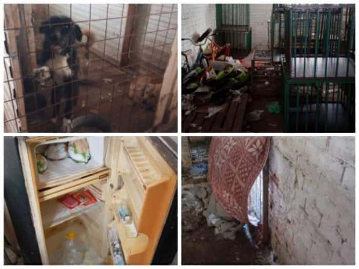 «Камышловская живодерня» не прошла проверку Россельхознадзора: в приюте выявили нарушения 