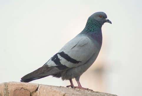 Крылатые паразиты: свердловчан могут начать штрафовать за кормление голубей