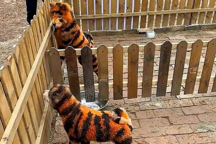 Китайский зоопарк попытался выдать перекрашенных собак за тигров. Это не первый подобный случай