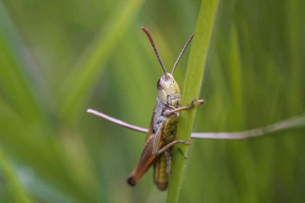 «Саранча наступает»: Минсельхоз готовится к нашествию насекомых в 21 регионе России