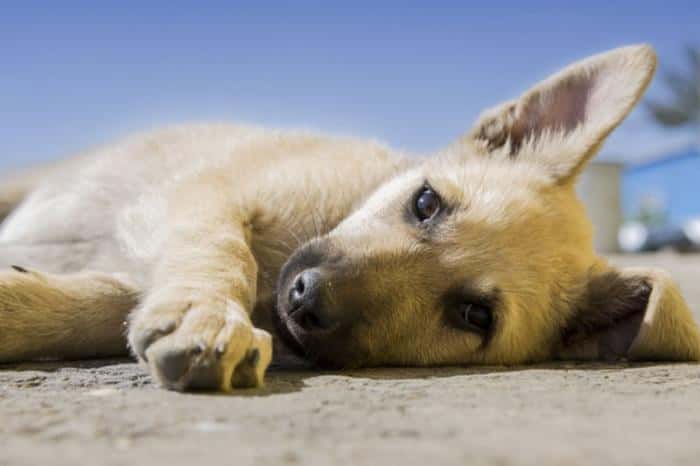 Берегите животных: уральские интернет-аптеки продают ветпрепараты без лицензий