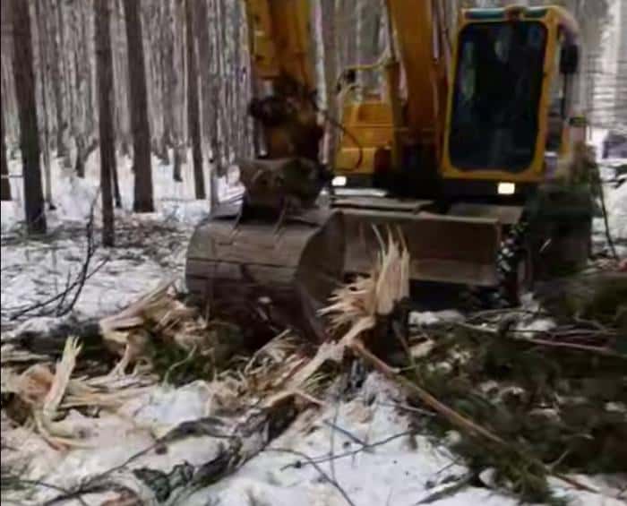 Застройка или лес? Вырубка Березовой рощи в Екатеринбурге привела к драке активистов и рабочих