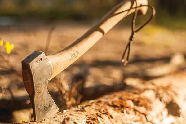 Березовую рощу спасли? В Екатеринбурге суд запретил застройщику рубить деревья в Академическом