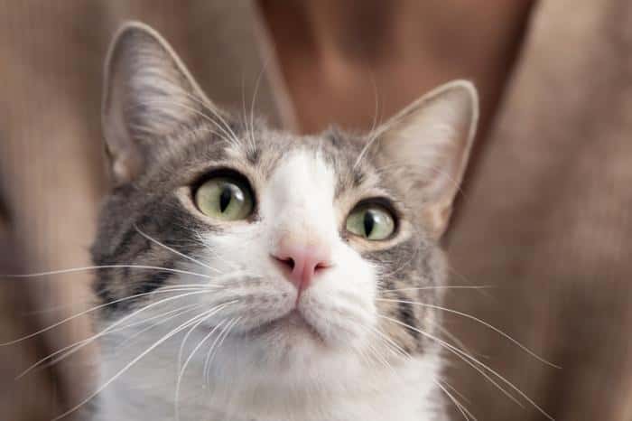 В Благовещенске скучающий кот "намяукал" своему хозяину на штраф