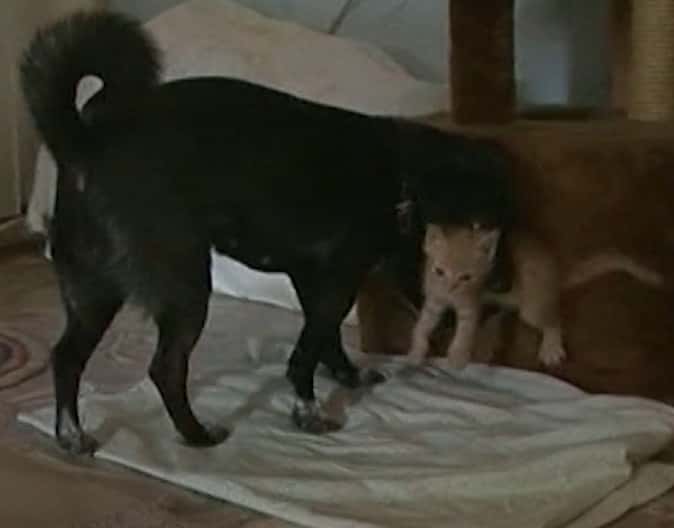 Собака Люся из Каменска-Уральского стала мамой для котят: архивные кадры