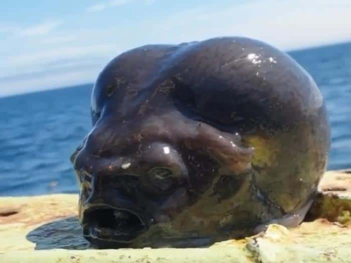 Что это?! Рыбак поймал монстра из глубин Тихого океана