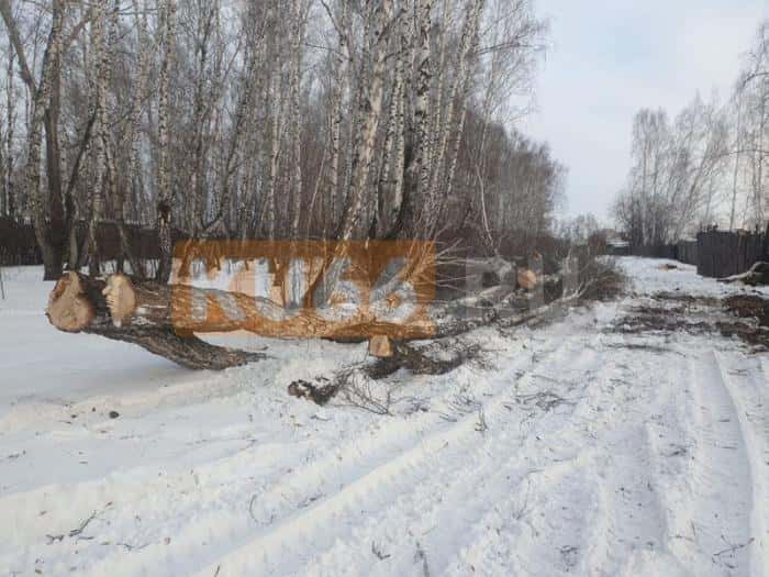 Зачем в Монастырке под Каменском-Уральским вырубают лесополосу? Пояснение администрации 