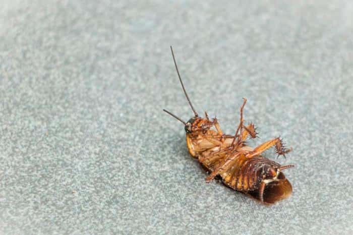 «Тараканы и мусор в коридорах»: как иностранцы превратили общежитие УрФУ в кошмар