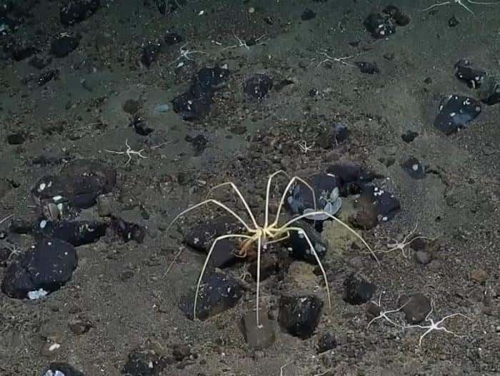 Не бойтесь, он не кусается: гигантский морской паук обнаружен у Антарктиды