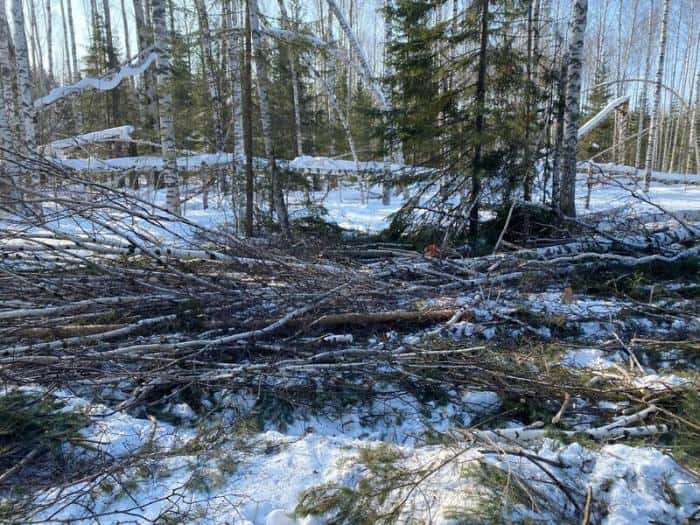 Житель Свердловской области убил земляка деревом: что известно о трагедии