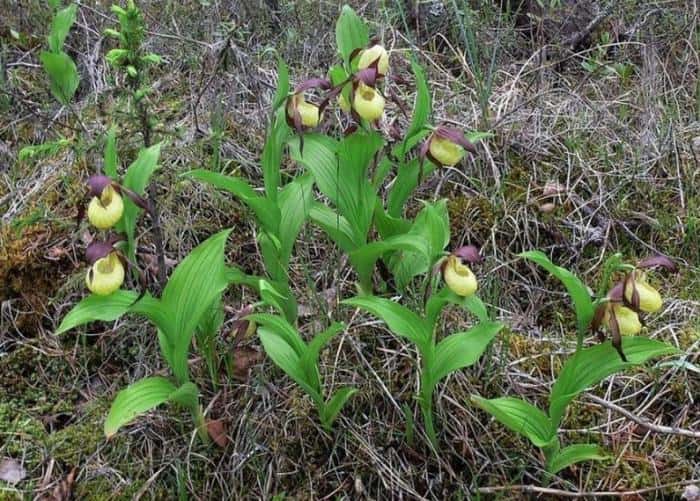 Она красива, но ядовита: свердловчанам сказали не трогать лесные орхидеи 