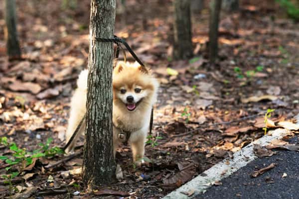 Собакам вход воспрещен! KU66 разбирался, можно ли ходить в магазин с питомцами
