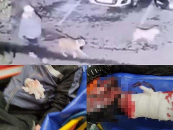 "Преследовали мужчину": видео нападения бойцовских собак на жителя Каменска-Уральского разлетелось по соцсетям 